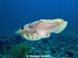 Sepia (cuttlefish) taken with a fuji f31 + intova strobe ... by Stephan Gimpel 